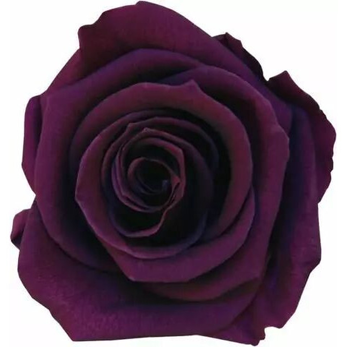 Rose stabilisée standard violet pour fleuristes, lot de 6 unités préservées par glycérine