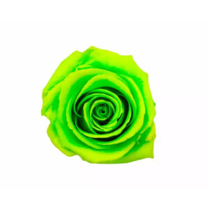 Roses stabilisées vert anis pour fleuristes et créations florales durables