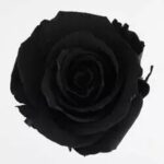 Roses stabilisées noires en lot de 6 pour créations florales professionnelles