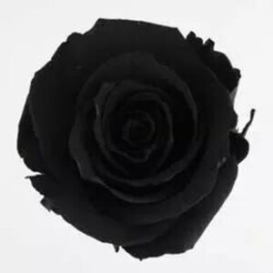 Roses stabilisées noires en lot de 6 pour créations florales professionnelles