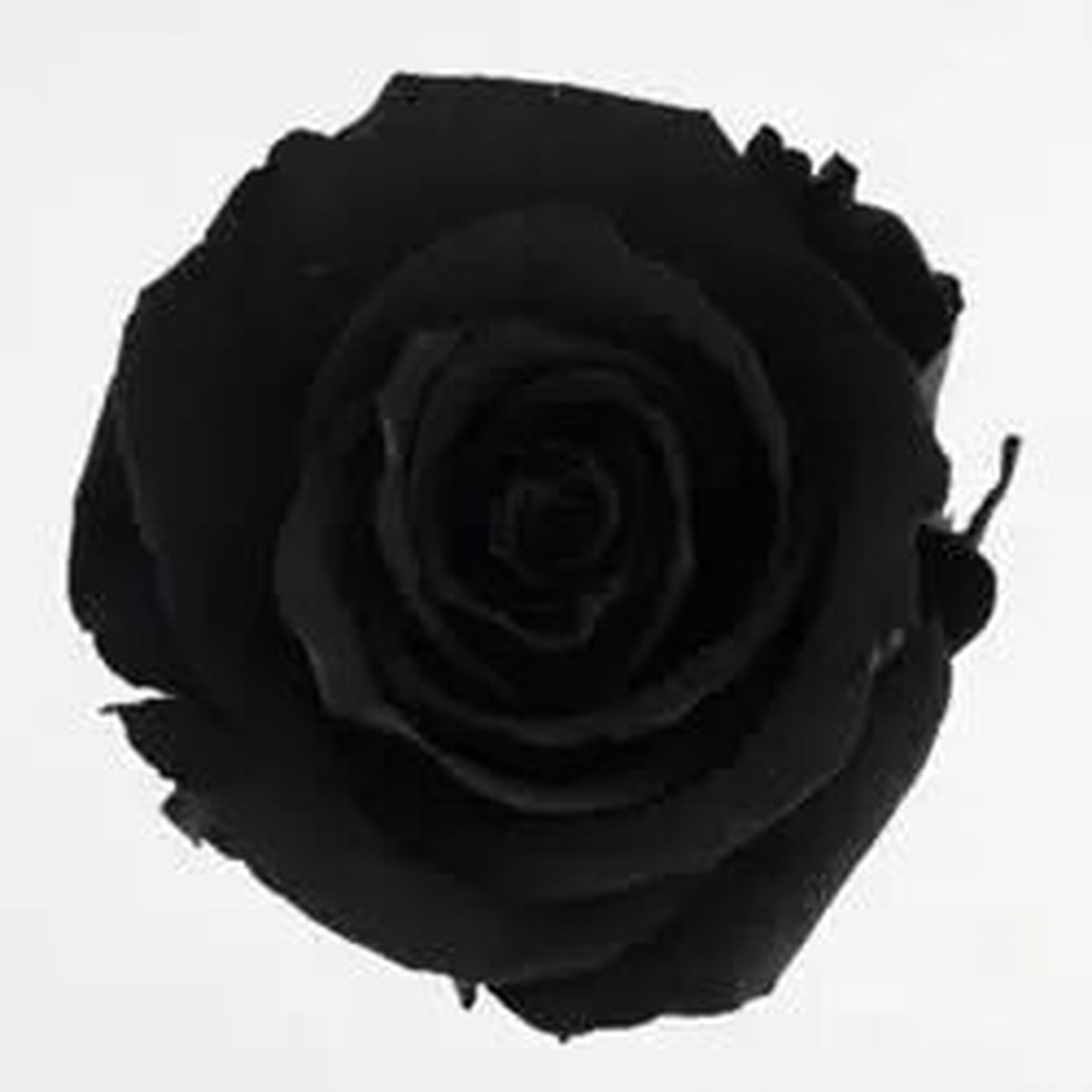 Roses stabilisées noires en lot de 6 pour créations florales professionnelles