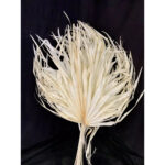 Tal Fan de Chamerops séché blanchi 50 cm pour compositions florales et décoration naturelle