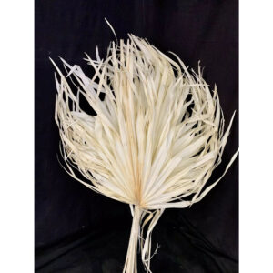 Tal Fan de Chamerops séché blanchi 50 cm pour compositions florales et décoration naturelle