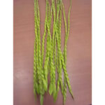 Tête de lotus séchée verte 35cm pour composition florale professionnelle
