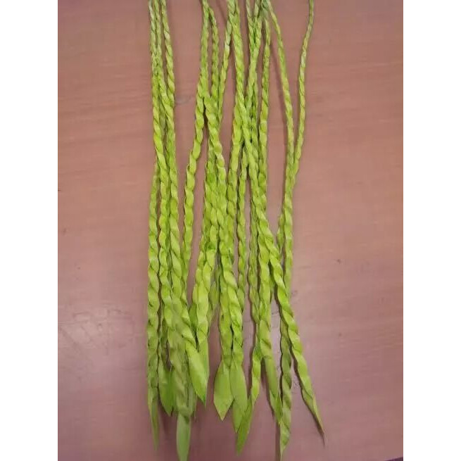Tête de lotus séchée verte 35cm pour composition florale professionnelle
