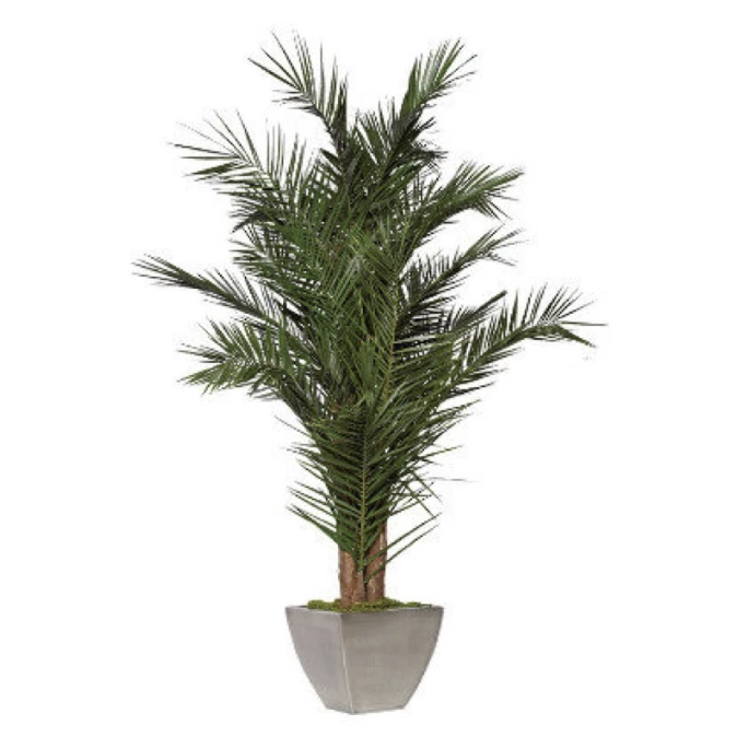 Tronc de palmier Phoenix Yuruguano naturel stabilisé 2,20 mètres pour décoration florale et aménagement intérieur
