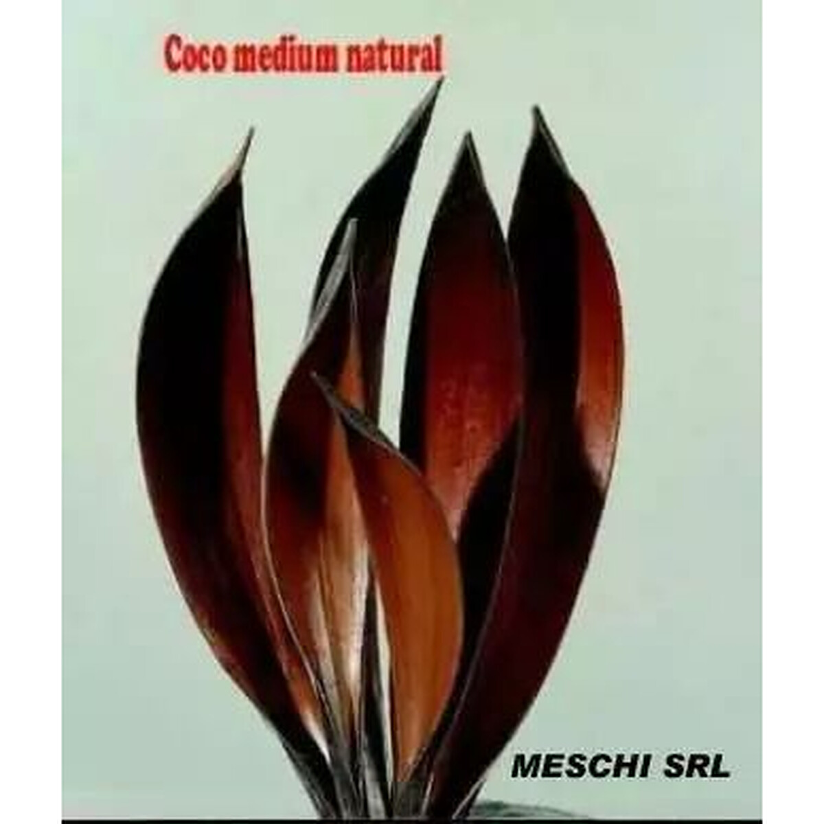 Barques de coco brun acajou dressées en corolle pour compositions exotiques de fleuriste
