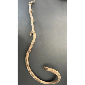 Tige de bois de bananier séché, courbe et noueuse, pour compositions de fleurs séchées de fleuriste
