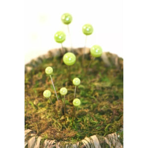 Épingles à tête perle nacrée vert pomme piquées dans de la mousse, accessoire de fleuriste pour compositions