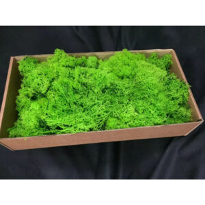 Lichen stabilisé vert vif en touffes ramifiées pour tableaux végétaux et compositions de fleuriste