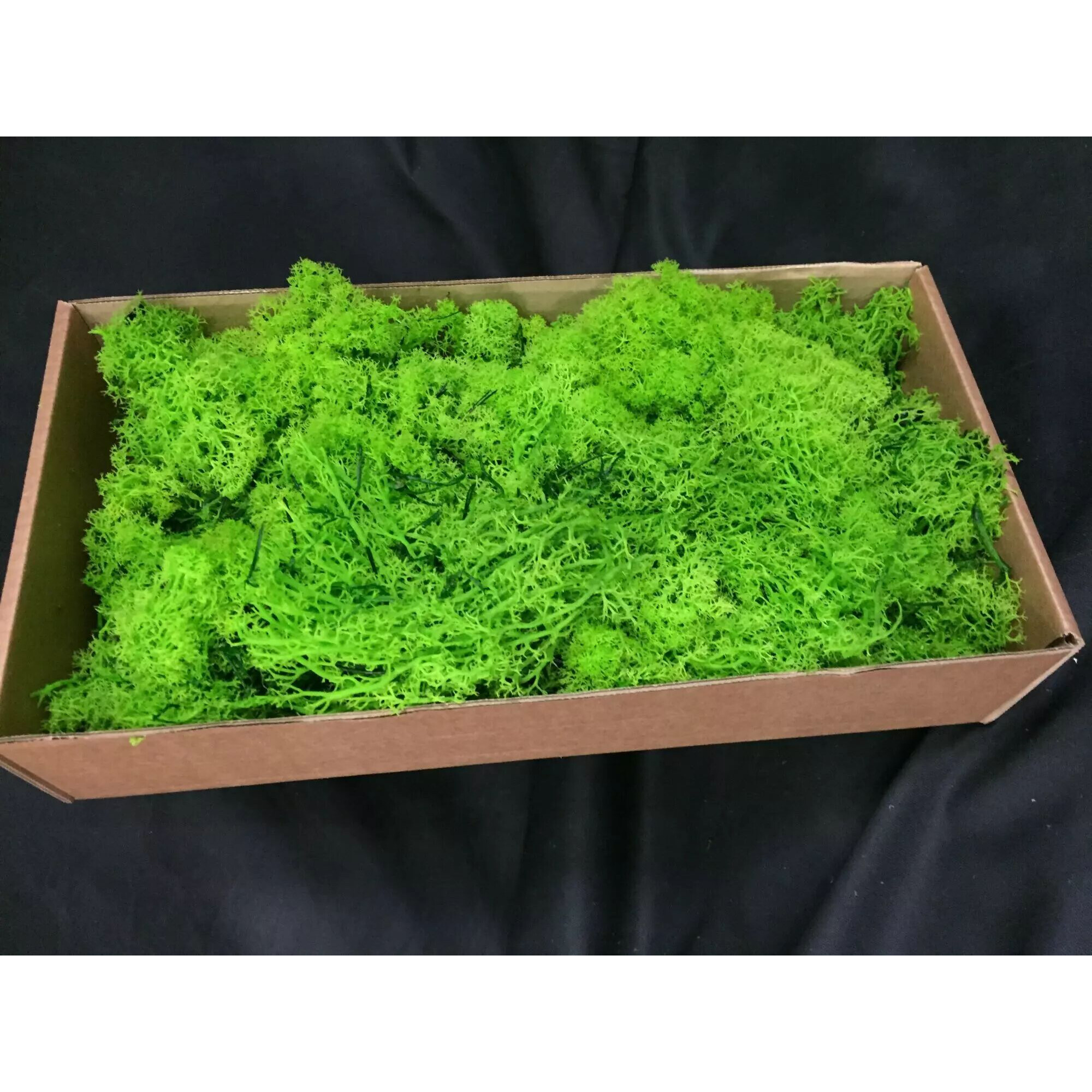 Lichen stabilisé vert vif en touffes ramifiées pour tableaux végétaux et compositions de fleuriste
