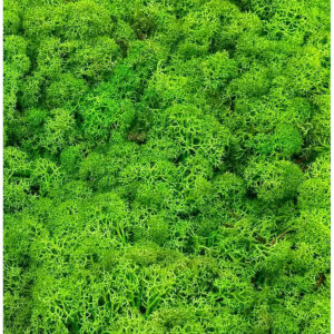 Lichen stabilisé vert pomme en touffes arrondies pour murs végétaux et décors de fleuriste