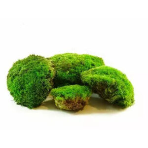 Mottes de mousse stabilisée boule vert vif pour garnir les compositions florales et cadres végétaux