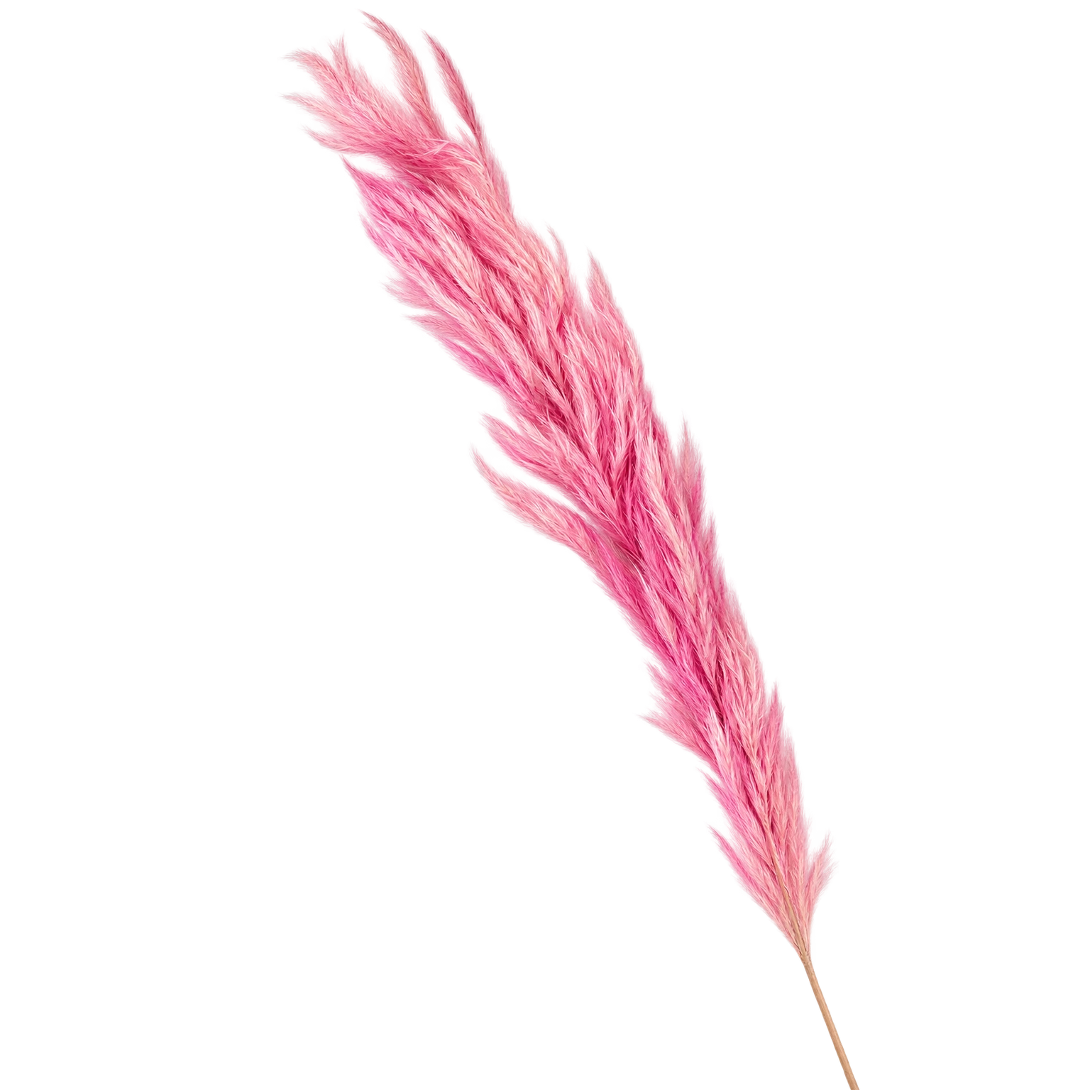 Plumeau séché teinté sur longue tige pour grandes compositions de fleurs séchées de fleuriste