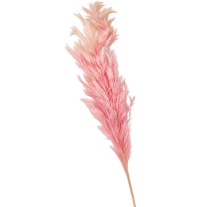 Plumeau séché teinté rose tendre sur longue tige pour décors de mariage et compositions de fleuriste