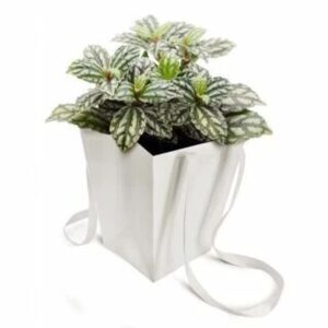 Sac en carton blanc de forme trapèze à anses ruban garni d'une plante verte pour cadeau de fleuriste